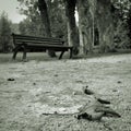 Leaf in the melancholic park in autumn