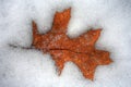 Leaf Melting Into Winter Icy Cold Snow