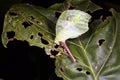 Leaf mimic katydid Royalty Free Stock Photo
