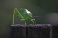 Leaf-mimic katydid long-legged grasshopper green Royalty Free Stock Photo