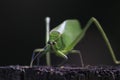 Leaf-mimic katydid long-legged grasshopper green Royalty Free Stock Photo