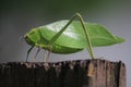 Leaf-mimic katydid long-legged grasshopper green Royalty Free Stock Photo
