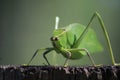 Leaf-mimic katydid long-legged grasshopper green Royalty Free Stock Photo