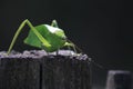 Leaf-mimic katydid long-legged grasshopper green Royalty Free Stock Photo