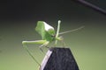 Leaf-mimic katydid long-legged grasshopper green Royalty Free Stock Photo