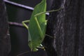 Leaf-mimic katydid long-legged grasshopper green Royalty Free Stock Photo