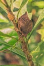 Leaf mimic katydid sitting on a plant