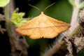 Leaf mimic Moth, Striglina scitaria, Pune, Maharashtra