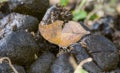 A Leaf Mimic Seasonal Leafwing Butterfly Zaretis ellops Perched on the Ground on Horse Manure in Jalisco, Mexico