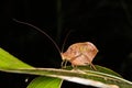 Leaf mimicking katydid from the jungle rainforest Royalty Free Stock Photo