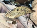 Leaf Mimicking Katydid Insect Camouflage