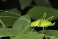 Leaf Mimicking Katydid, Tettigonia viridissima, Tettigoniidae, Pune Royalty Free Stock Photo