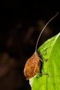 Leaf-mimicking katydid (Typophyllum sp.) Cano Negro, Costa Rica wildlife Royalty Free Stock Photo