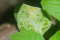 Leaf miner insect