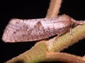 a Leaf Miner Moth - Lithocolletinae (family Gracillariidae)