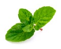 Leaf of mint