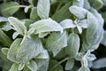 Leaf mint. Close Up. Macro. Hoarfrost leaf