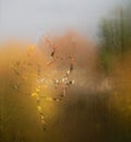 Leaf on misted window