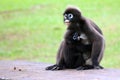 Leaf monkey or Dusky langur is breastfeeding baby selective focus