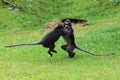 Leaf monkey or Dusky langur are fighting or biting in the garden