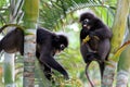 Leaf monkey or Dusky langur, Wild animals are eating fruit or be