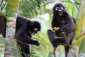 Leaf monkey or Dusky langur, Wild animals are eating fruit or be Royalty Free Stock Photo