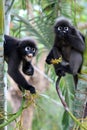 Leaf monkey or Dusky langur, Wild animals are eating fruit or be