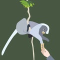 Leaf Monkey