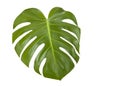 Leaf of Monstera Royalty Free Stock Photo