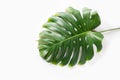 Leaf of Monstera isolated on white. View from above. Space for text Royalty Free Stock Photo