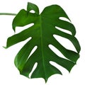 Leaf of Monstera plant