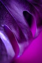Leaf of monstera plant in vibrant purple macro closeup
