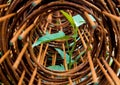 Leaf of morning glory insert in roll of rusty steel wire mesh Royalty Free Stock Photo