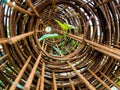 Leaf of morning glory insert in roll of rusty steel wire mesh Royalty Free Stock Photo