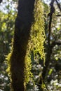 Leaf on Moss, Nature, Wildlife, Micro