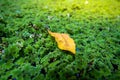 leaf on the Moss of top view Royalty Free Stock Photo