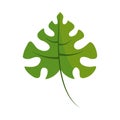 leaf mostera icon