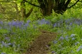 Path through a bluebell wood Royalty Free Stock Photo