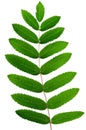 Leaf of a mountain ash Royalty Free Stock Photo