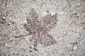 Leaf in the mud and stones looks like aged fossil