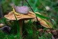 Yellowed leaf fell on the mushroom cap