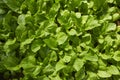 Leaf mustard, green organic mustard cabbage vegetable