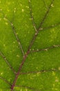 Leaf of a Naranjilla Plant