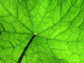 Leaf of nasturtium 3