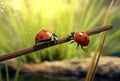 leaf nature summer beetle red spring ladybug insect macro animal. Generative AI. Royalty Free Stock Photo