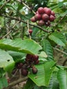 Leaf nature unique fruit chocolate fruit with red bean