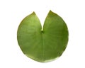 leaf of nenuphar Royalty Free Stock Photo