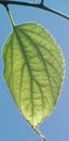 Leaf nerves detail