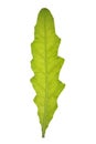 Leaf of Nodding thistle isolated on white