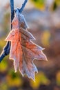 Leaf of an oak with ripe.